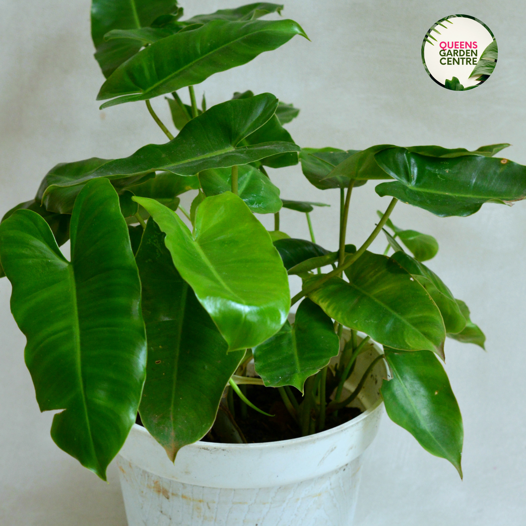 Philodendron Squamiferum
