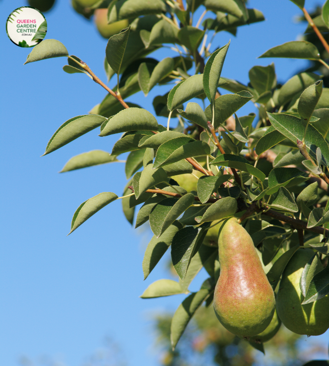 Pear Corella