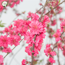 Load image into Gallery viewer, Prunus persica Pendula &quot;Rose Charm&quot;
