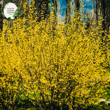 Load image into Gallery viewer, Close-up of Forsythia &#39;Princeton Gold&#39; plant showcasing its vibrant, bright yellow flowers clustered along bare branches. The blossoms are small, star-shaped, and densely packed, creating a stunning contrast against the backdrop of emerging green foliage. The image captures the intricate details of the flowers, highlighting their delicate petals and the rich golden hue that signifies early spring.
