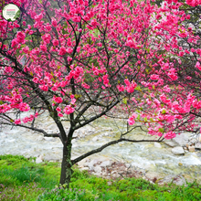 Load image into Gallery viewer, Prunus persica Pendula &quot;Rose Charm&quot;
