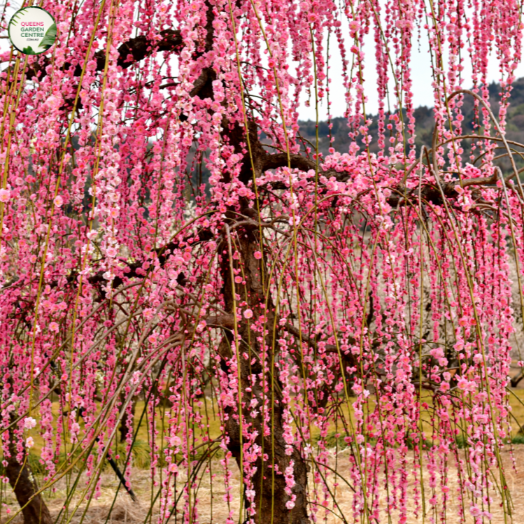 Prunus Pink Cascade – Queens Garden Centre