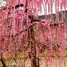 Load image into Gallery viewer, Prunus Pink Cascade
