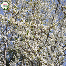 Load image into Gallery viewer, Prunus Snofozam Snow Fountain
