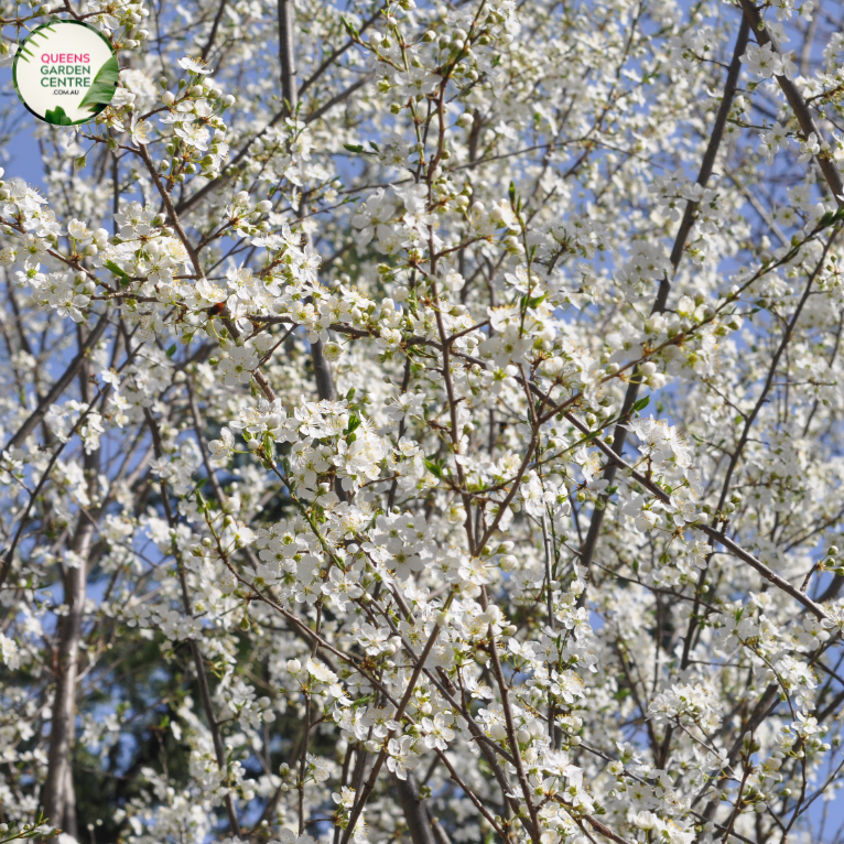 Prunus Snofozam Snow Fountain