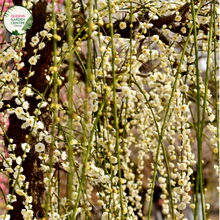 Load image into Gallery viewer, Prunus Snofozam Snow Fountain
