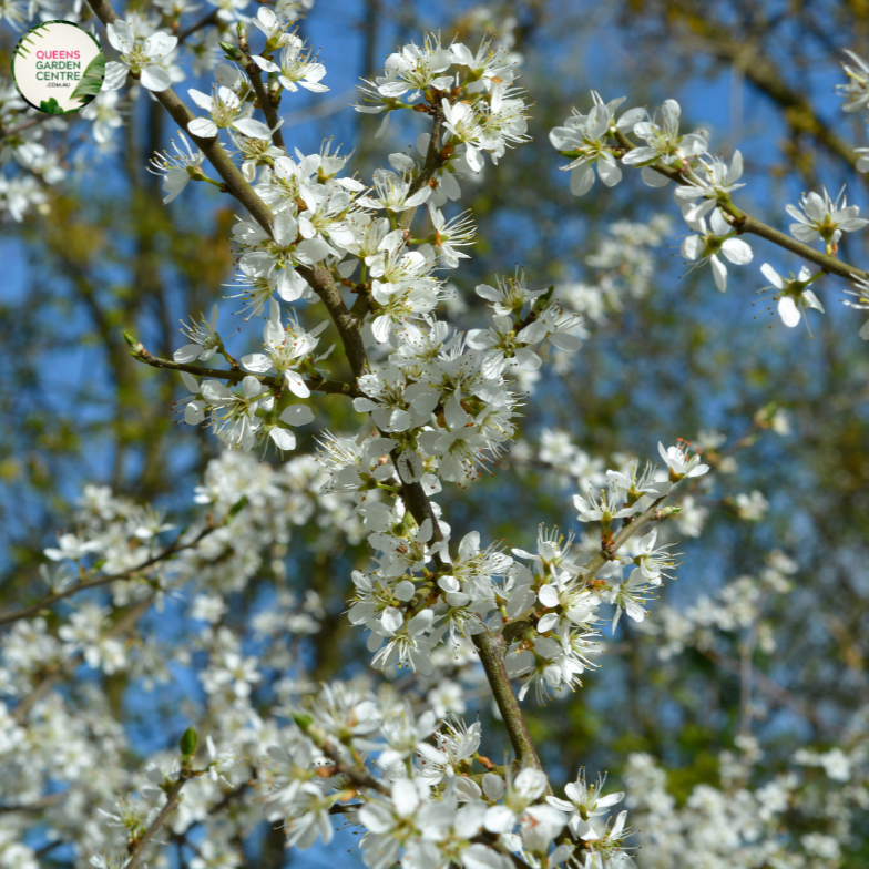 Pyrus Nivalis Snow Pear