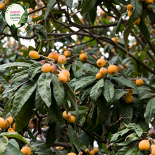 Load image into Gallery viewer, Close-up of a Loquat (Eriobotrya japonica &#39;Enormity&#39;) plant. The image features a cluster of large, oval-shaped fruits with smooth, yellow-orange skin. Each fruit has a slight sheen and a small green stem at the top. Surrounding the fruits are broad, elongated leaves with a deep green color, prominent veins, and a slightly glossy surface. 
