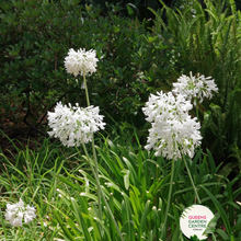 Load image into Gallery viewer, Agapanthus (PMB020)  River Garden White
