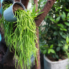 Load image into Gallery viewer, mistletoe cactus (Rhipsalis Clavata)
