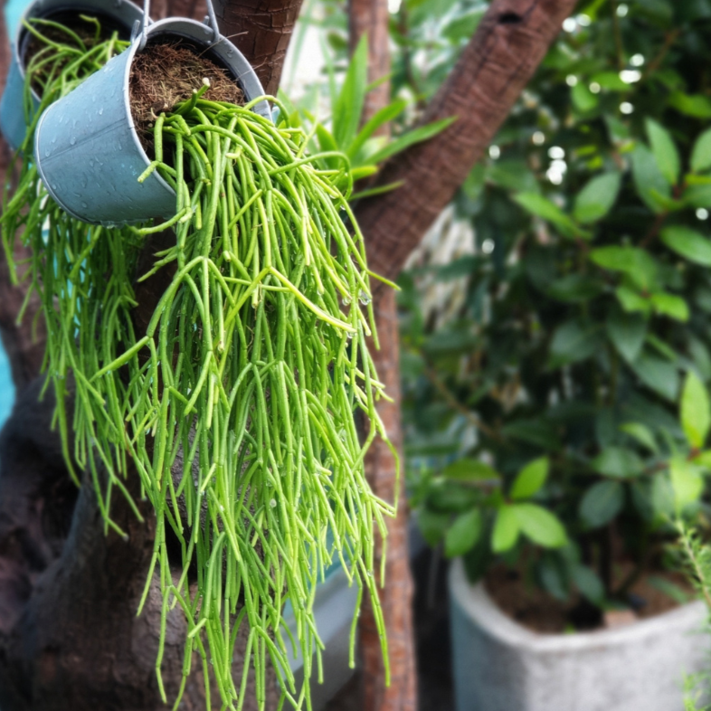 mistletoe cactus (Rhipsalis Clavata)