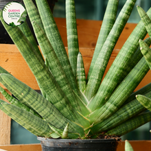 Load image into Gallery viewer, Alt text: Sansevieria stuckyi, also known as the Kenya Hyacinth, is a succulent plant native to East Africa. It features long, slender leaves arranged in a rosette formation. The leaves are typically dark green with light bands or mottled patterns. This plant is prized for its striking appearance and is commonly grown as a houseplant for its low maintenance and air-purifying properties.
