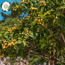 Load image into Gallery viewer, Close-up of a Loquat (Eriobotrya japonica &#39;Enormity&#39;) plant. The image features a cluster of large, oval-shaped fruits with smooth, yellow-orange skin. Each fruit has a slight sheen and a small green stem at the top. Surrounding the fruits are broad, elongated leaves with a deep green color, prominent veins, and a slightly glossy surface. 
