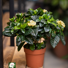 Load image into Gallery viewer, Gardenia Augusta &#39;Florida&#39;
