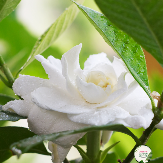 Gardenia Augusta 'Florida'