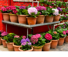 Load image into Gallery viewer, Hydrangea &#39;White Knight&#39;
