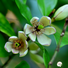 Load image into Gallery viewer, Michelia Yunnanensis Scented Pearl (Magnolia)
