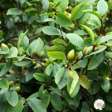 Load image into Gallery viewer, Michelia Yunnanensis Scented Pearl (Magnolia)
