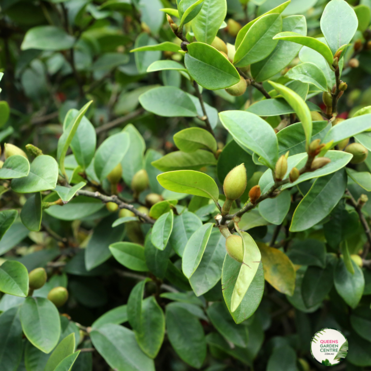 Michelia Yunnanensis Scented Pearl (Magnolia)