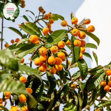 Load image into Gallery viewer, Close-up of a Loquat (Eriobotrya japonica &#39;Enormity&#39;) plant. The image features a cluster of large, oval-shaped fruits with smooth, yellow-orange skin. Each fruit has a slight sheen and a small green stem at the top. Surrounding the fruits are broad, elongated leaves with a deep green color, prominent veins, and a slightly glossy surface. 
