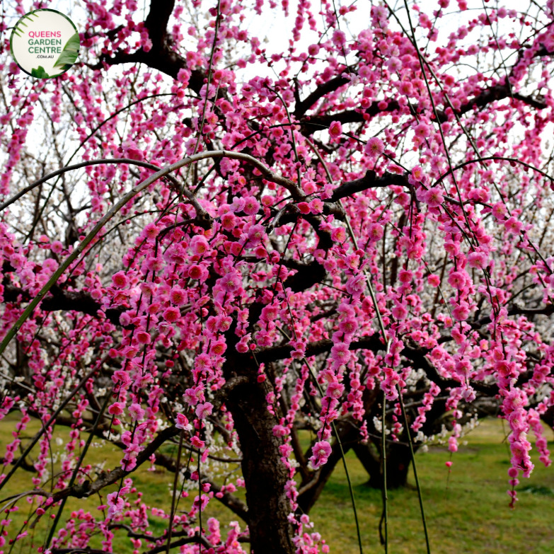 Prunus Cheals Weeping Standard