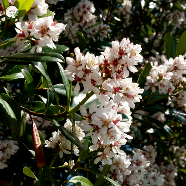 Rhaphiolepis 'Intermedia'