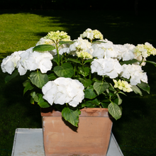 Load image into Gallery viewer, Hydrangea &#39;White Knight&#39;
