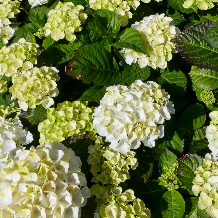 Hydrangea 'White Knight'