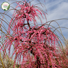 Load image into Gallery viewer, Prunus Cheals Weeping Standard
