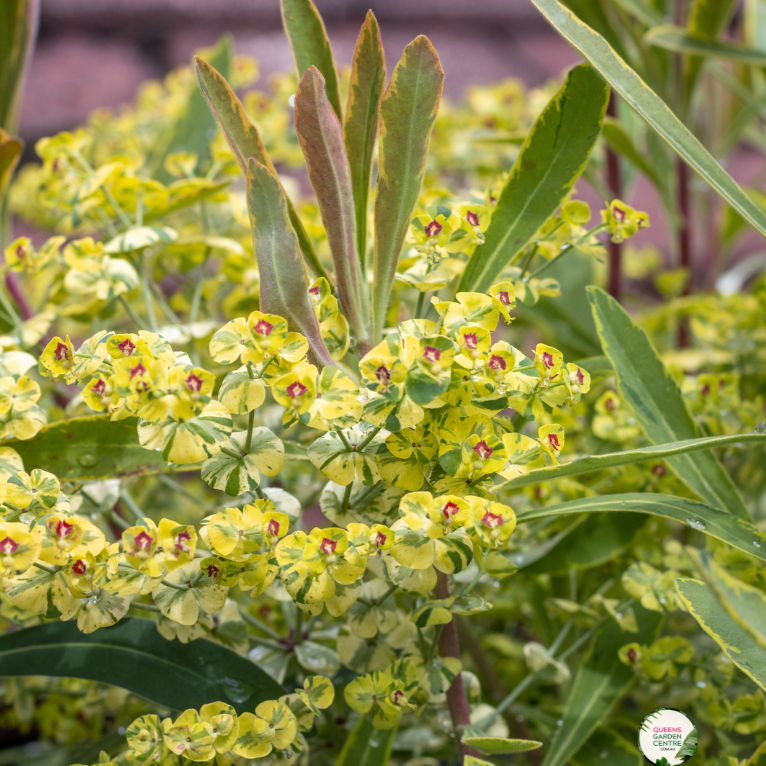 Euophorbia 'Ascot Rainbow'