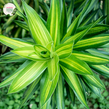 Load image into Gallery viewer, Dracaena Fragrans Burley
