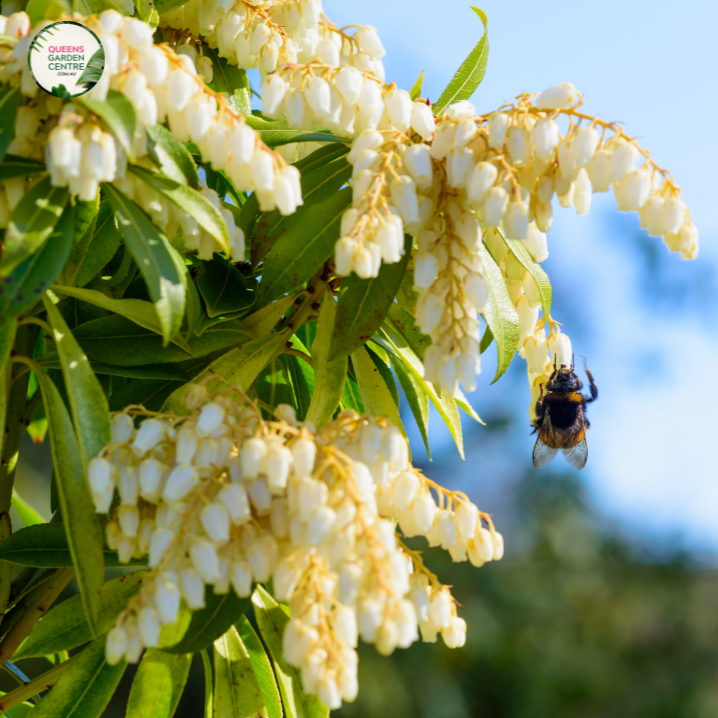 Pieris 'Temple Bells'