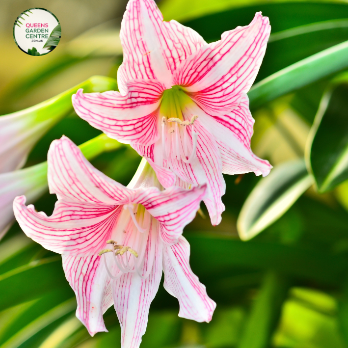 Hippeastrum Reticulatum