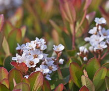 Load image into Gallery viewer, Rhaphiolepis Hot Tips (Indian Hawthorn )
