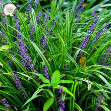 Load image into Gallery viewer, Liriope Muscari
