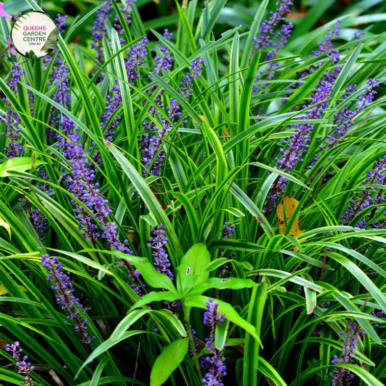 Liriope Muscari