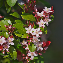 Load image into Gallery viewer, Rhaphiolepis Hot Tips (Indian Hawthorn )
