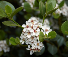 Load image into Gallery viewer, Rhaphiolepis Hot Tips (Indian Hawthorn )
