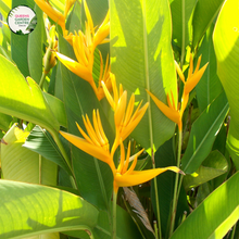 Load image into Gallery viewer, Heliconia Caribaea Gold
