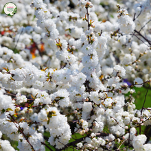 Load image into Gallery viewer, Prunus perisica Albo Plena
