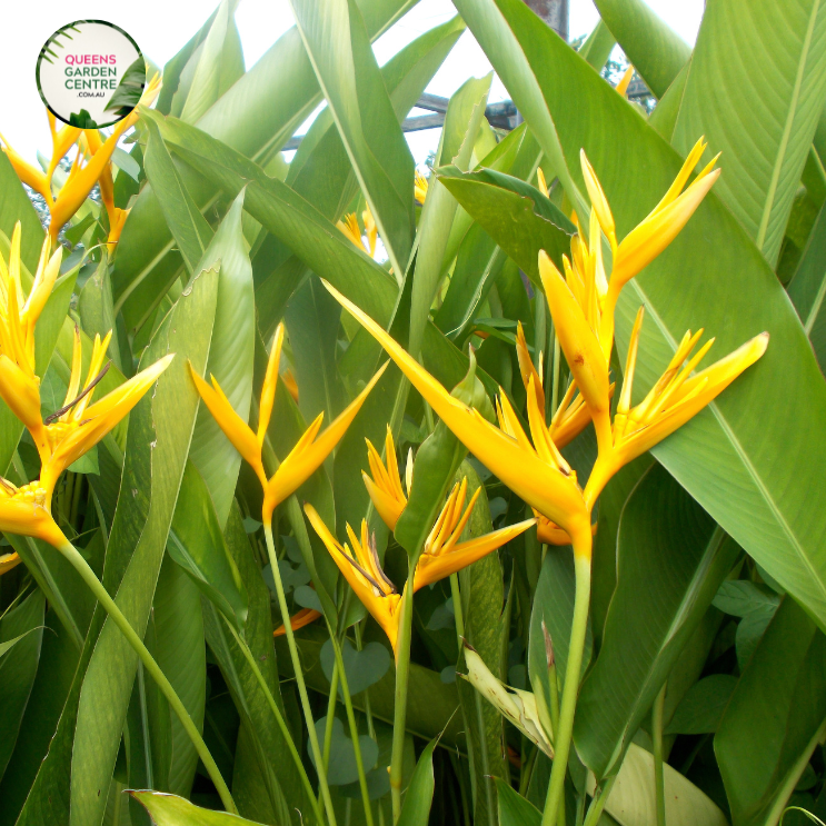 Heliconia Bihai Yellow Dancer