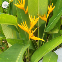 Load image into Gallery viewer, Heliconia Caribaea Gold
