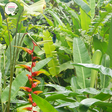 Load image into Gallery viewer, Heliconia Rauliniana
