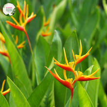 Load image into Gallery viewer, Heliconia Rauliniana
