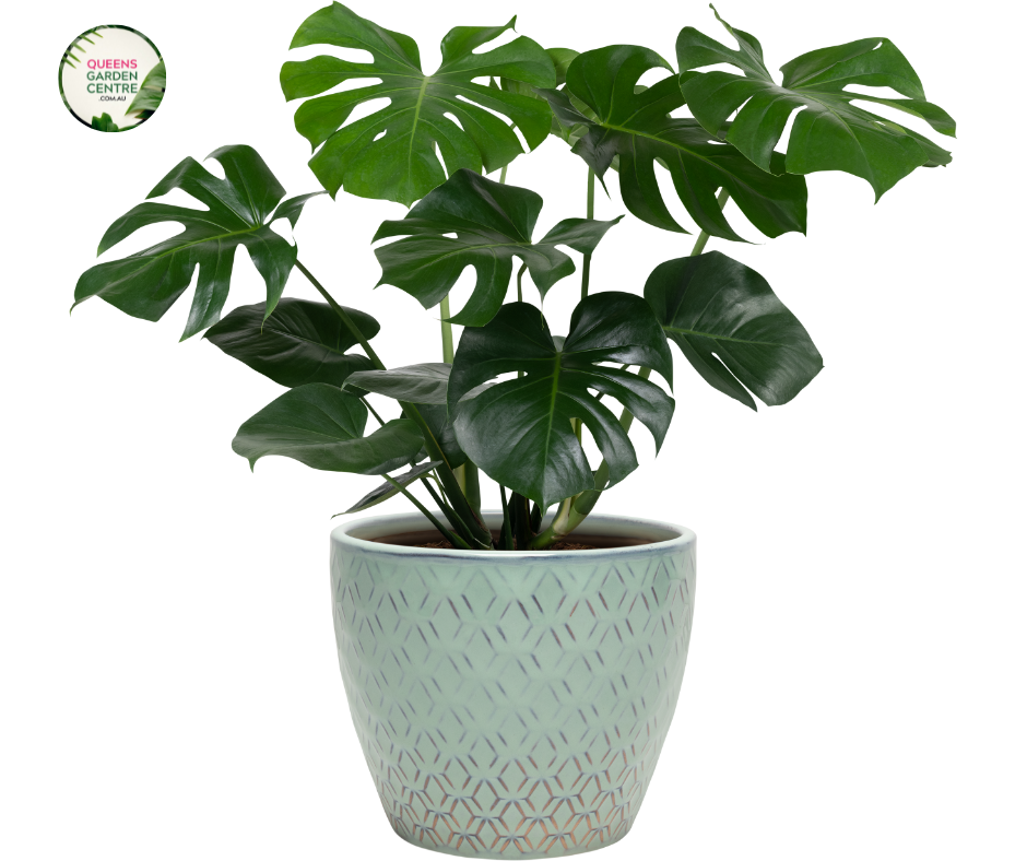 Buy Monstera Deliciosa Online in Australia – Queens Garden Centre