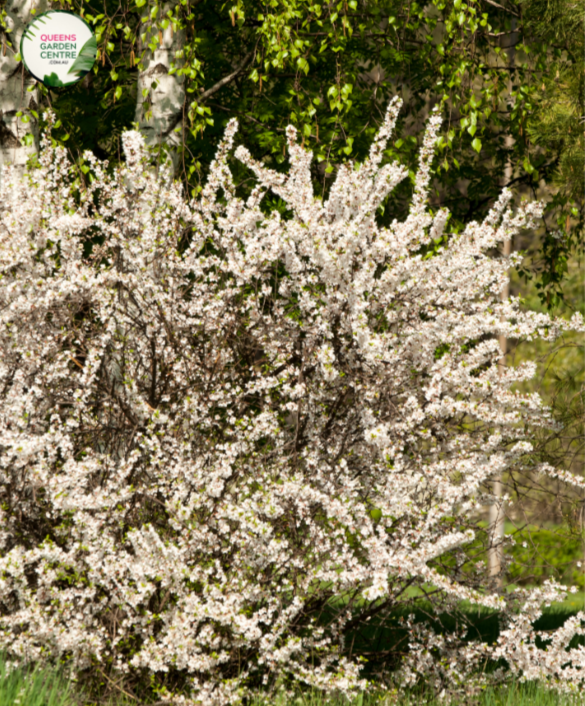 Prunus perisica Albo Plena