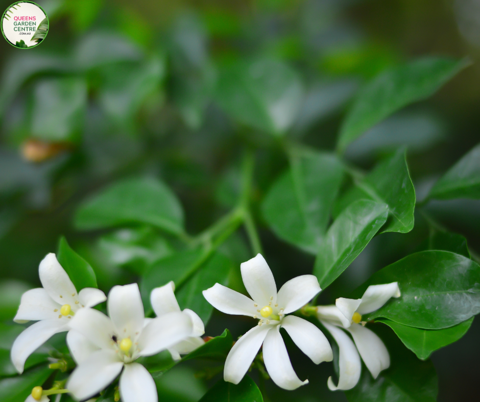 Murraya paniculata Min-a-Min