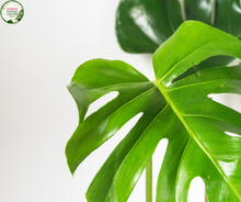 Load image into Gallery viewer, Close-up of a Monstera deliciosa &#39;Tauerii&#39; plant. The image showcases a large, glossy green leaf with characteristic deep splits and fenestrations, or oval holes, giving it a striking, perforated appearance. The leaf surface is smooth and shiny, reflecting light and highlighting its healthy, vibrant green color. 
