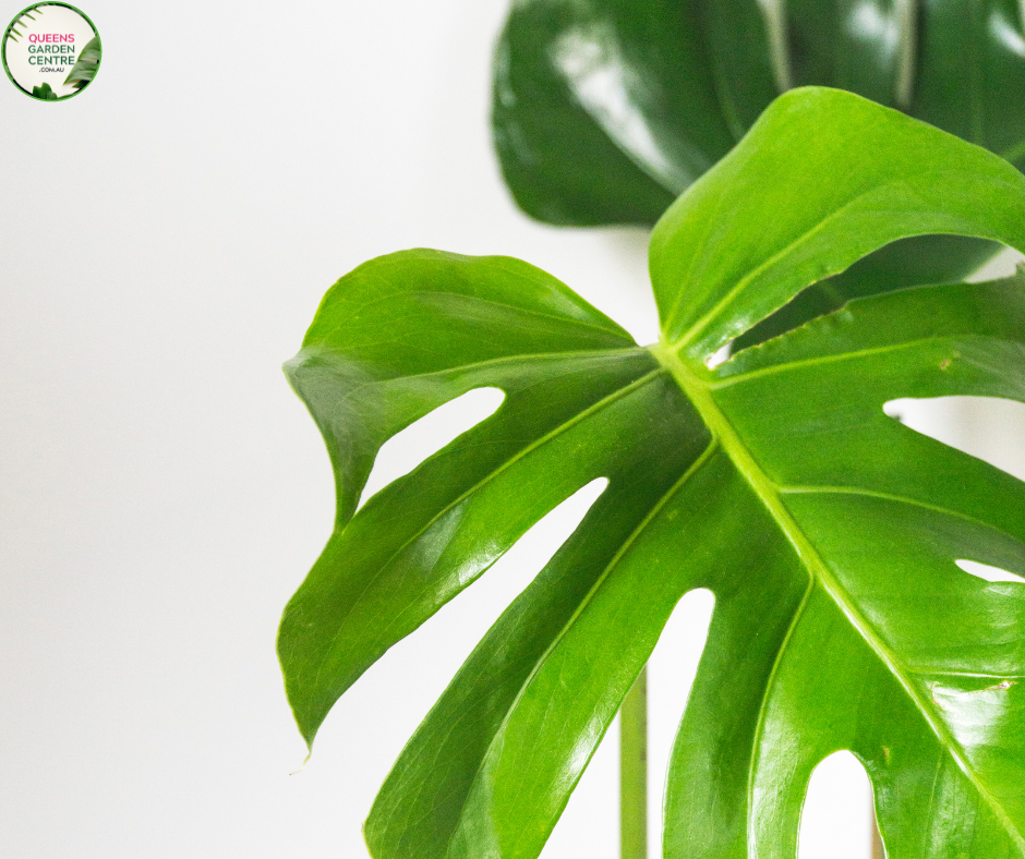 Buy Monstera Deliciosa Tauerii Online in Australia – Queens Garden Centre