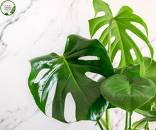 Load image into Gallery viewer, Close-up of a Monstera deliciosa &#39;Tauerii&#39; plant. The image showcases a large, glossy green leaf with characteristic deep splits and fenestrations, or oval holes, giving it a striking, perforated appearance. The leaf surface is smooth and shiny, reflecting light and highlighting its healthy, vibrant green color. 
